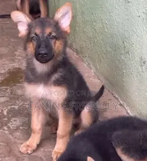 1-3 months Male Purebred German Shepherd