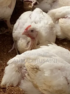 5 Weeks Broilers Chickens