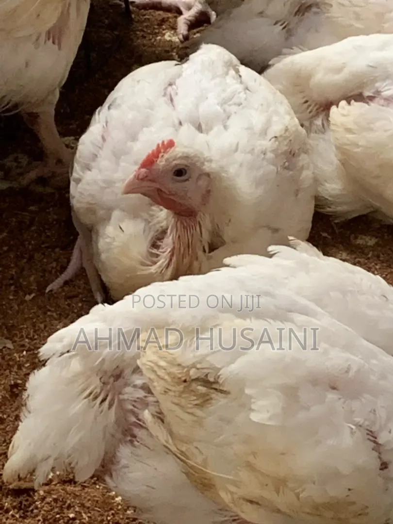 5 Weeks Broilers Chickens
