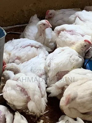 5 Weeks Broilers Chickens