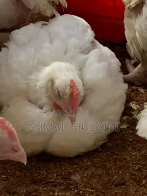 5 Weeks Broilers Chickens