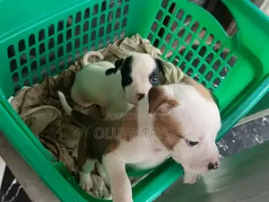 1-3 months Female Purebred American Pit Bull Terrier