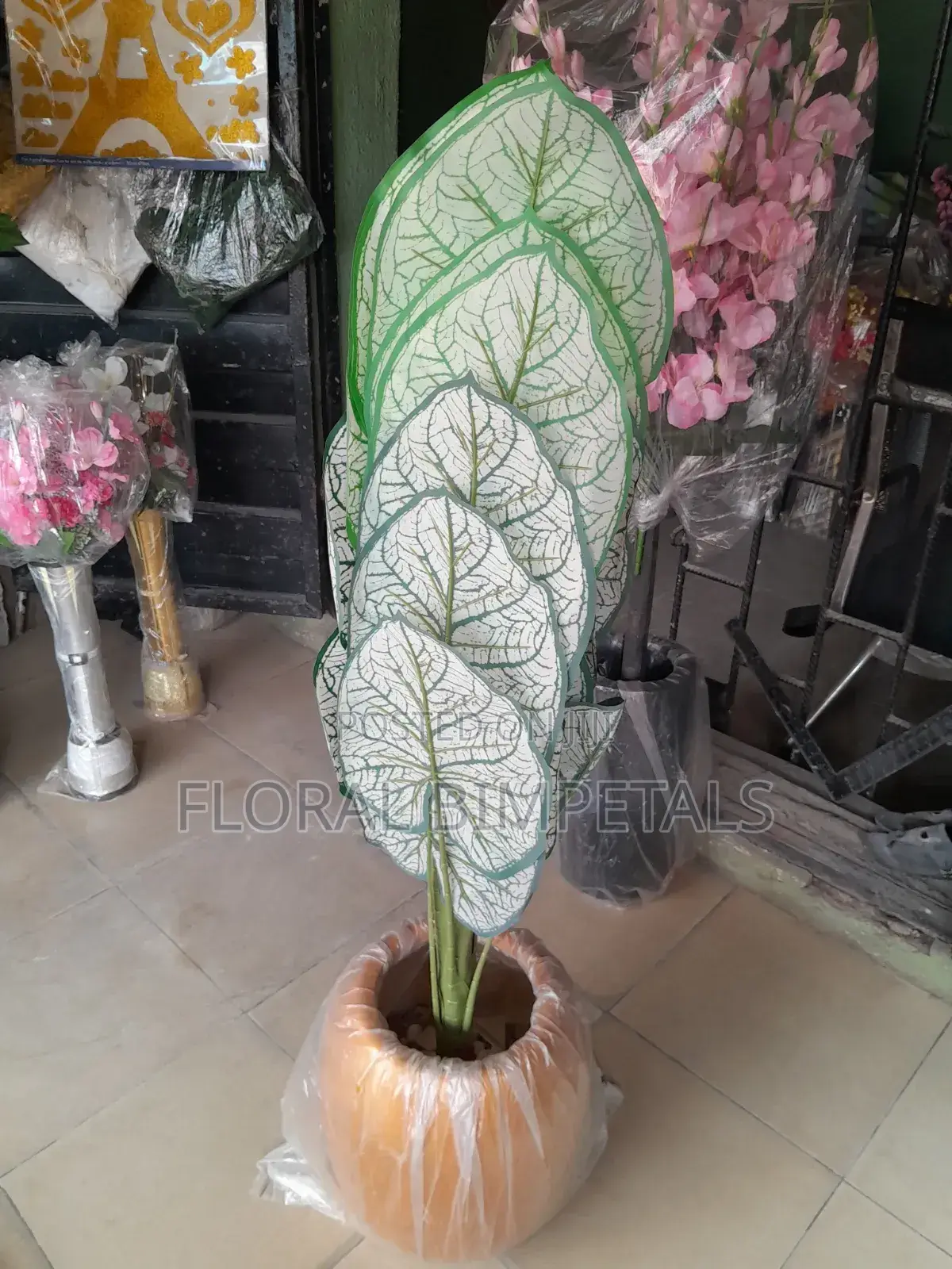 Fibre Pot and Green Plant