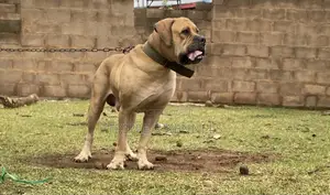 1+ year Male Purebred Boerboel