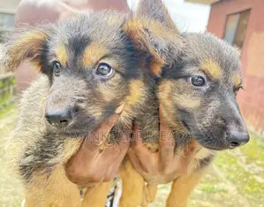 1-3 months Female Purebred German Shepherd