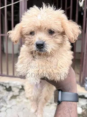 1-3 months Female Purebred Lhasa Apso
