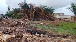 6 Plots of Dry Land