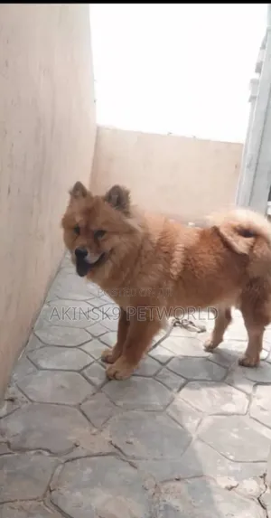 6-12 months Female Purebred Chow Chow