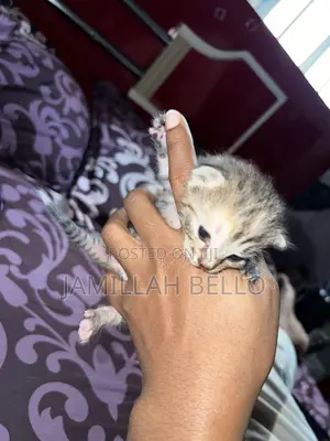 0-1 month Female Purebred American Shorthair