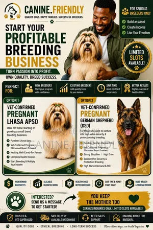 1+ year Female Purebred Lhasa Apso