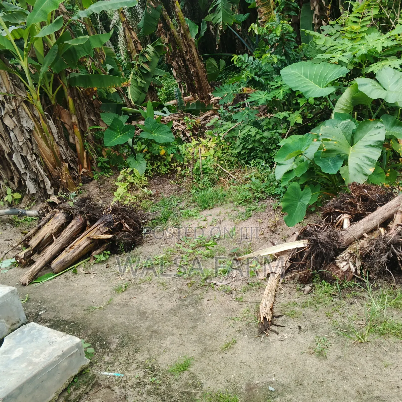 Plantain Sucker