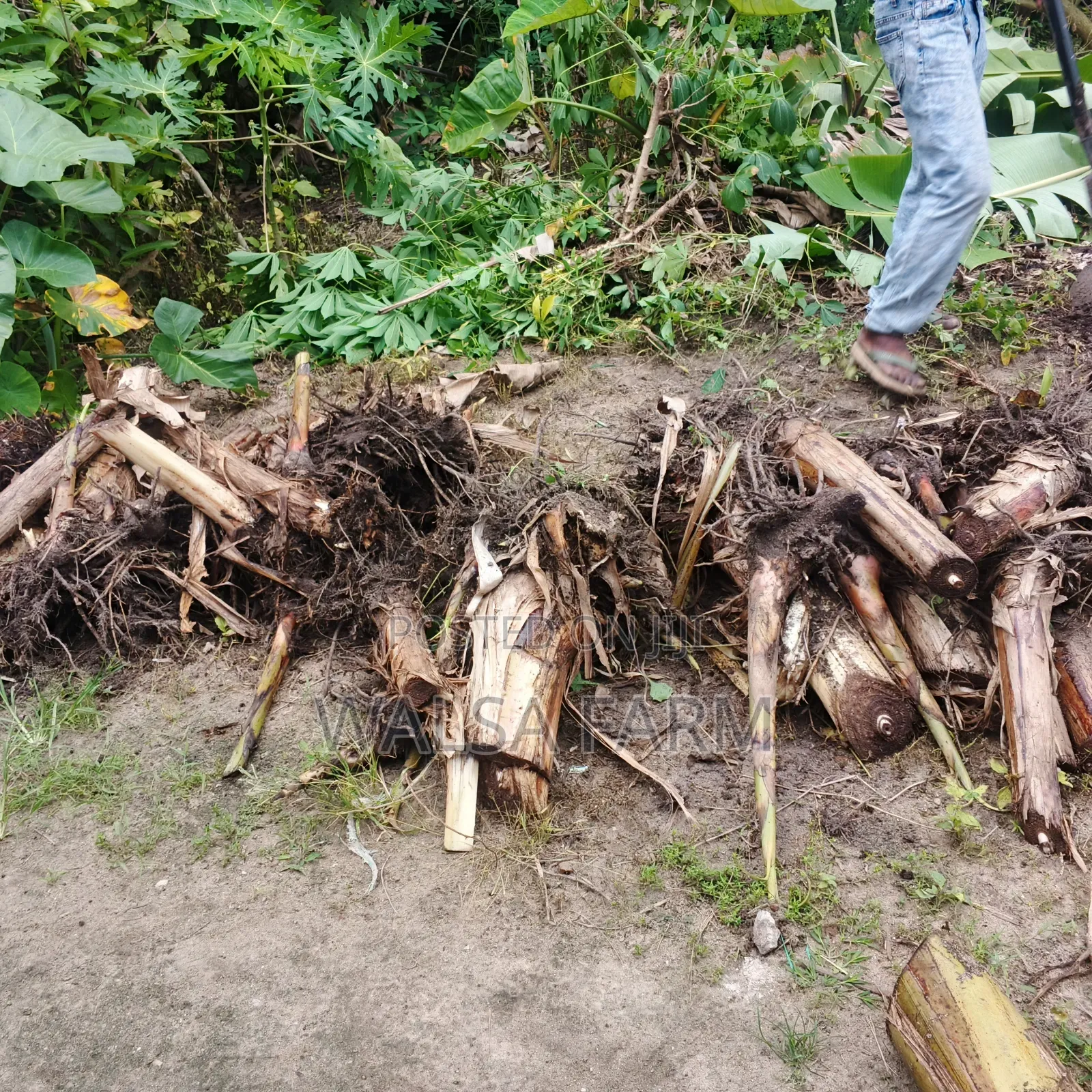 Plantain Sucker