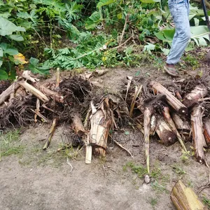 Plantain Sucker