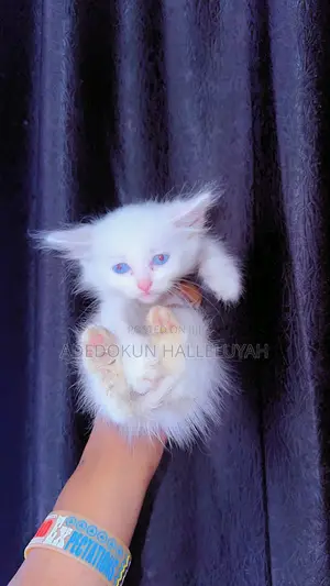 1-3 months Female Purebred Persian