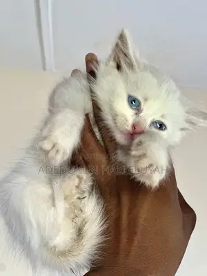 1-3 months Female Purebred Persian