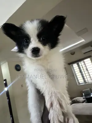 1-3 months Female Purebred Border Collie