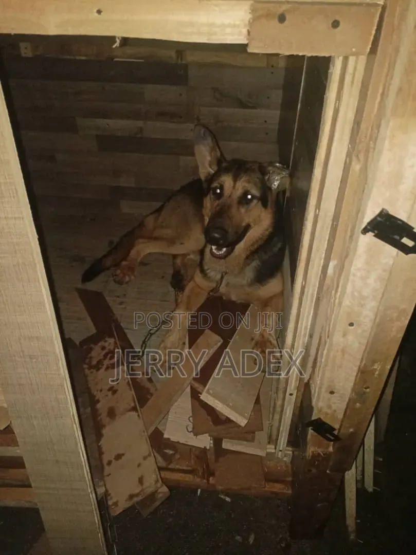 Solid Dog Cage (Hard Woods)