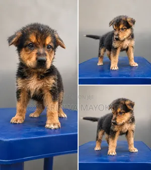 1-3 months Male Purebred German Shepherd