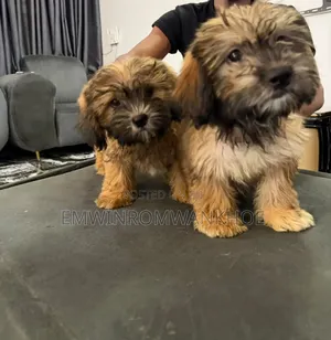1-3 months Female Purebred Lhasa Apso