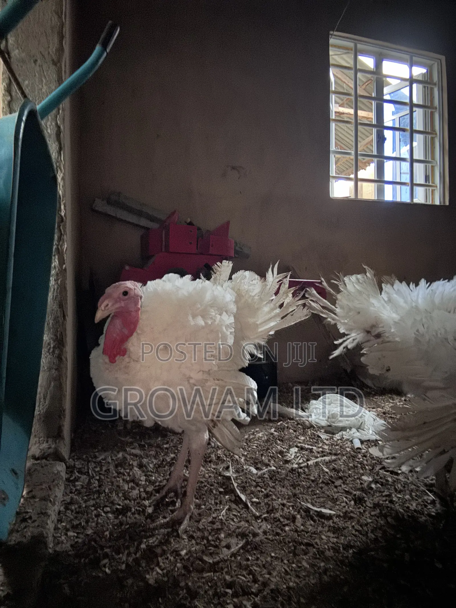 Foreign Turkey