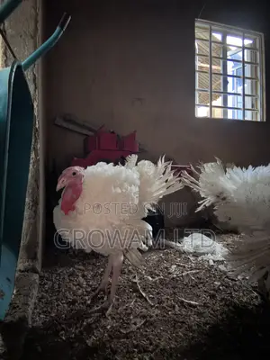 Foreign Turkey
