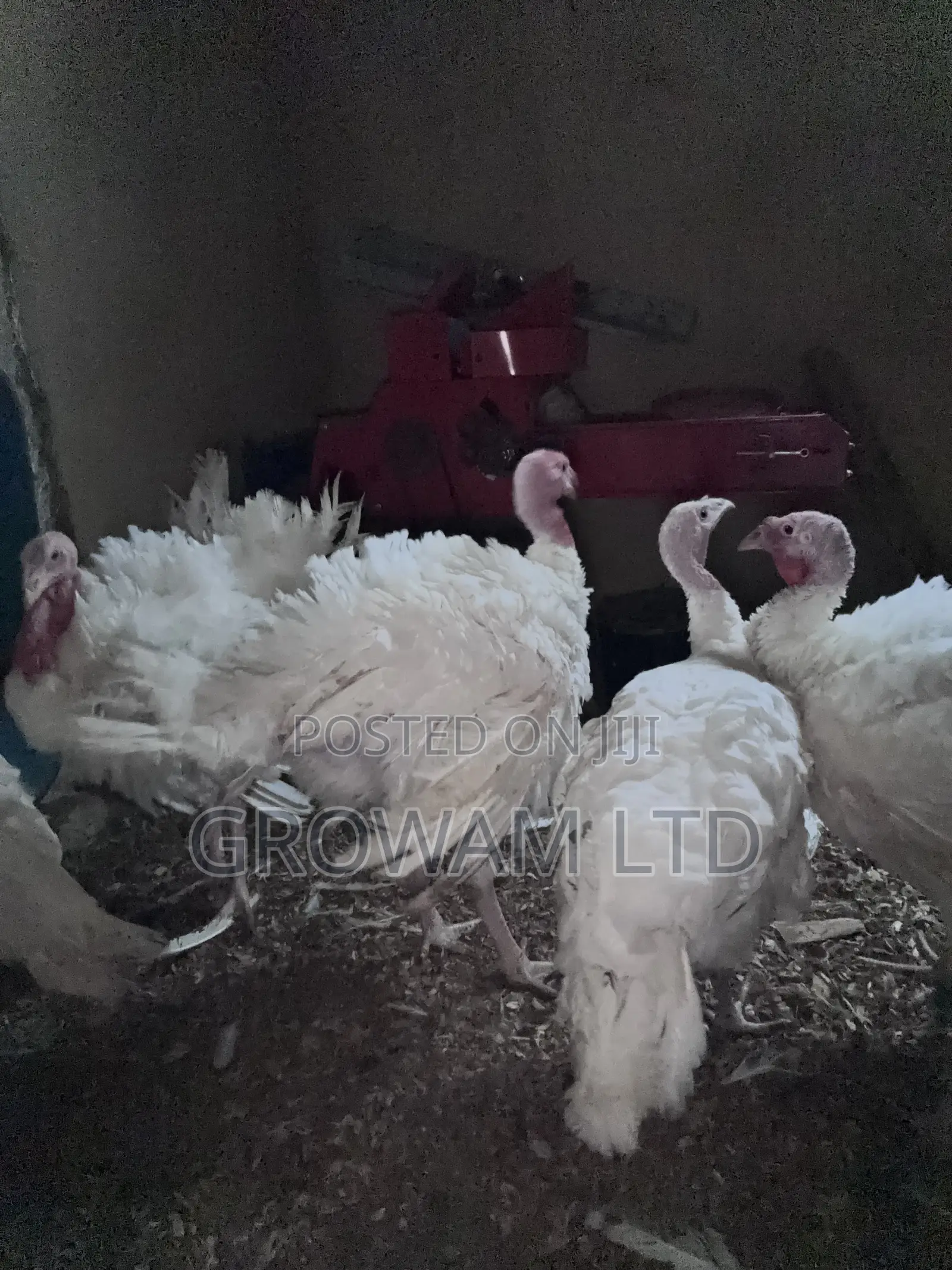 Foreign Turkey