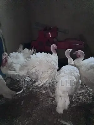 Foreign Turkey