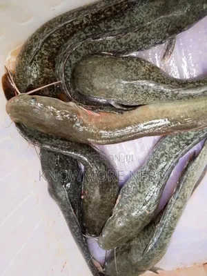 Catfishing
