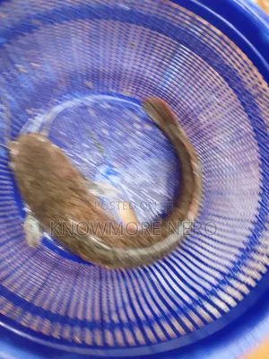 Catfishing