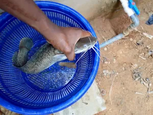 Catfishing
