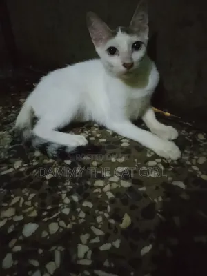 3-6 months Male Mixed Breed American Shorthair