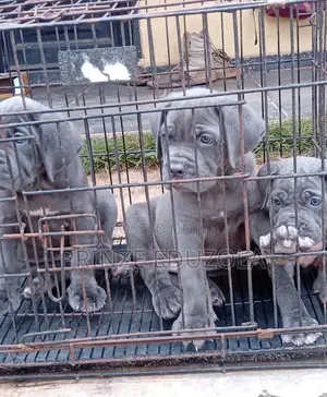 1-3 months Female Purebred Cane Corso