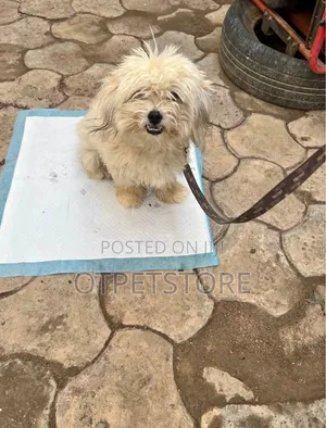 1+ year Female Purebred Lhasa Apso