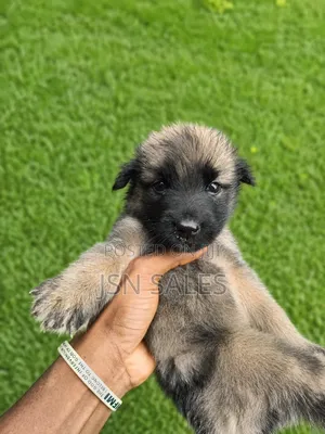 1-3 months Female Purebred German Shepherd