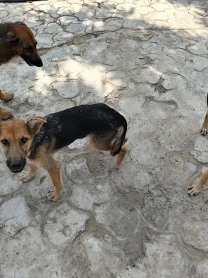 3-6 months Female Purebred German Shepherd