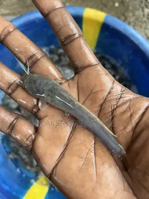 Post Fingerlings Catfish for Sell
