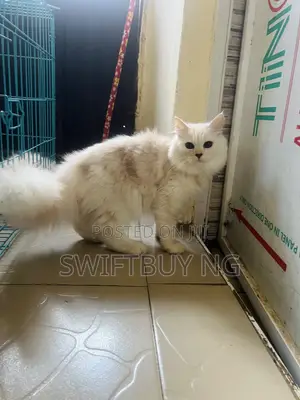 3-6 months Male Purebred Persian