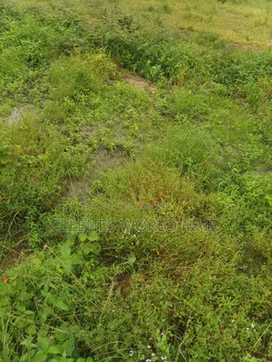 16 Million Naira Land at After Egor Ogehgeh Phase 2 Serious Buyers PLS