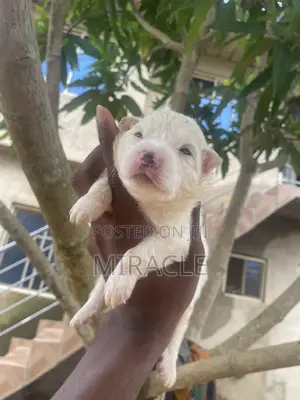 1-3 months Male Purebred American Eskimo