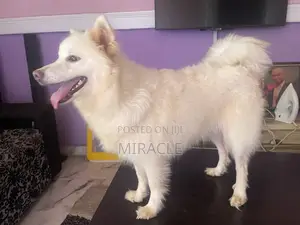 1-3 months Male Purebred American Eskimo