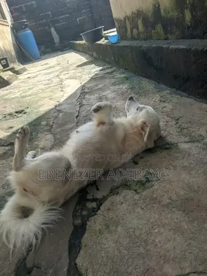 1+ year Female Purebred American Eskimo