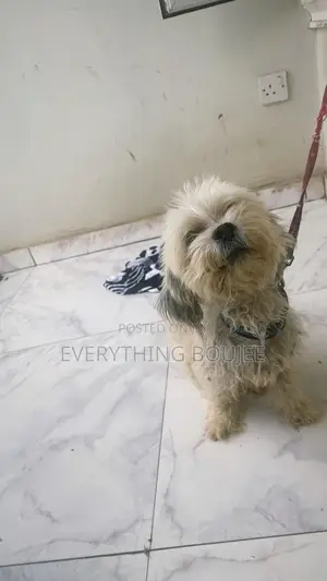 1+ year Male Mixed Breed Shih Tzu