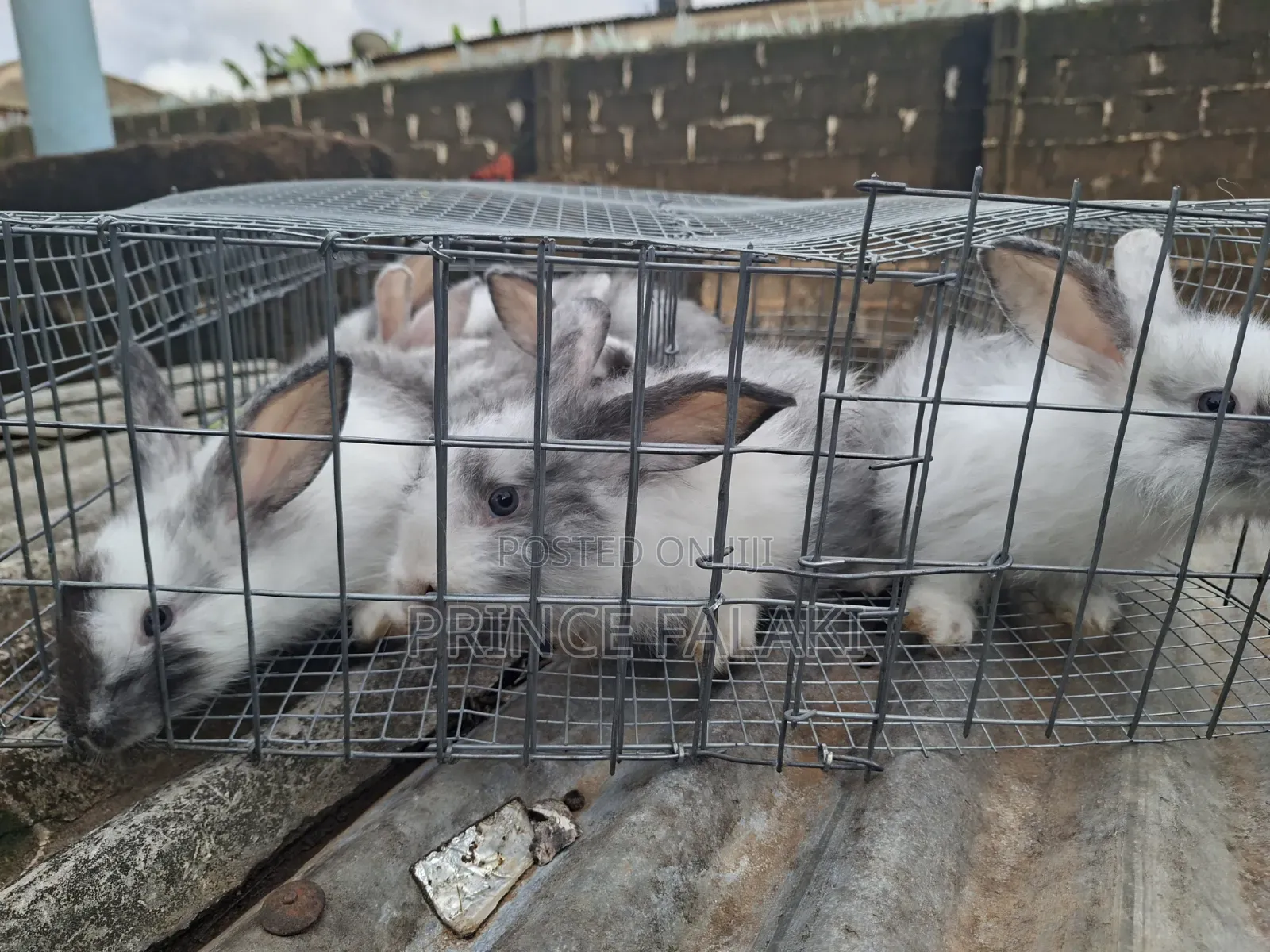 Rabbit 6- 8weeks