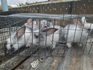 Rabbit 6- 8weeks