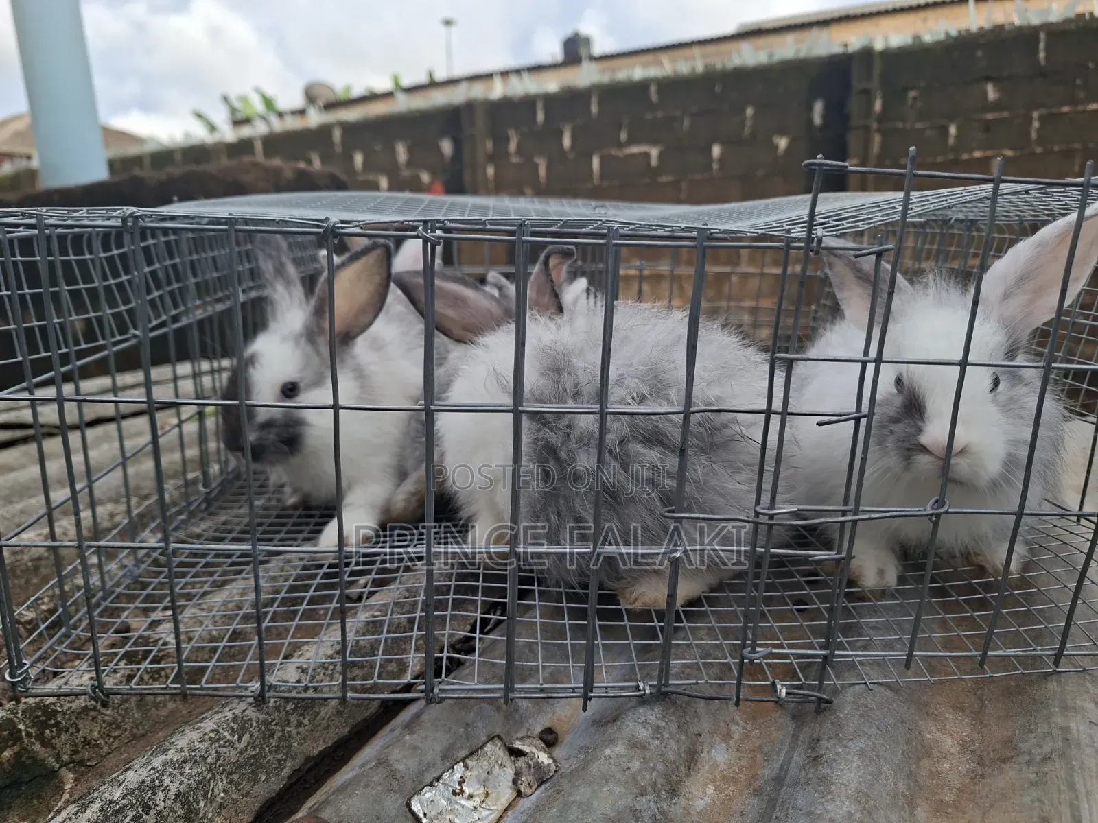 Rabbit 6- 8weeks