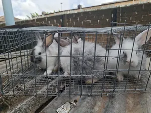 Rabbit 6- 8weeks