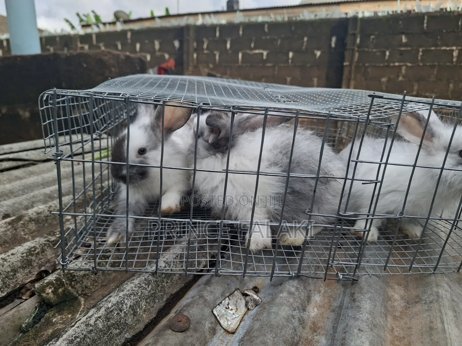 Rabbit 6- 8weeks