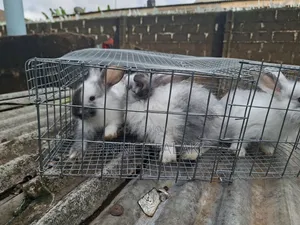 Rabbit 6- 8weeks