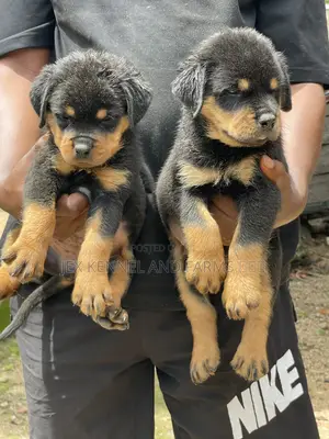 0-1 month Male Purebred Rottweiler