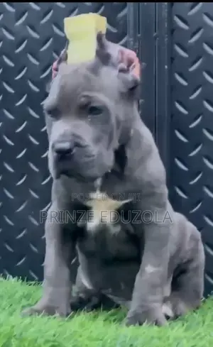 1-3 months Female Purebred Cane Corso